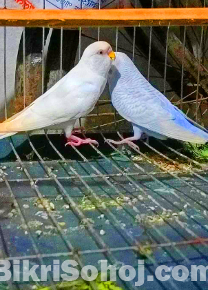 পাখি